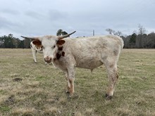 Unnamed steer-TEJAS METEORITE x DIXIELAND JAZZ 