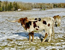 I M Bar Steer #01
