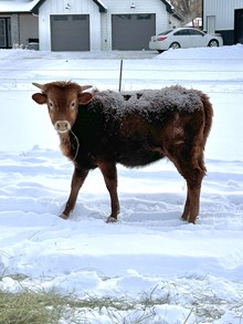 I M Bar Heifer #47