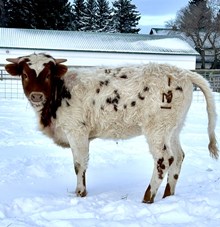 I M Bar Heifer #49
