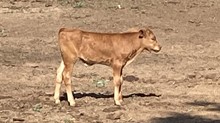 6/3 Iron Girl Bullcalf