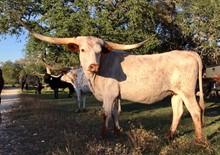 TEXANA TUNDRA